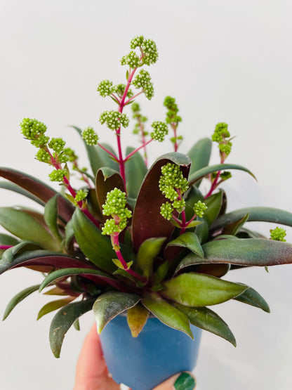 Crassula orbicularis var. rosularis