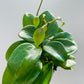 Bilde av Hoya quinquenervia-Spanne Plantesalg