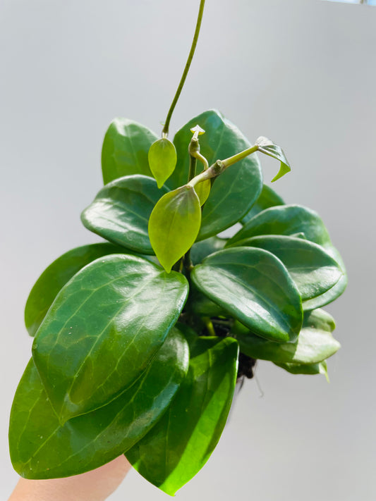 Bilde av Hoya quinquenervia-Spanne Plantesalg