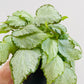 Bilde av Begonia rex ‘Silver Jewel’-Spanne Plantesalg