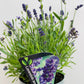 Bilde av Lavandula a. ‘Blue River’-Spanne Plantesalg