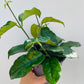 Bilde av Hoya globulosa-Spanne Plantesalg