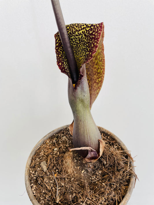 Sauromatum venosum "Voodoo Lily"