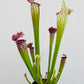 Bilde av Sarracenia leucophylla-Spanne Plantesalg