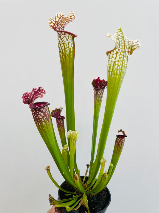 Bilde av Sarracenia leucophylla-Spanne Plantesalg
