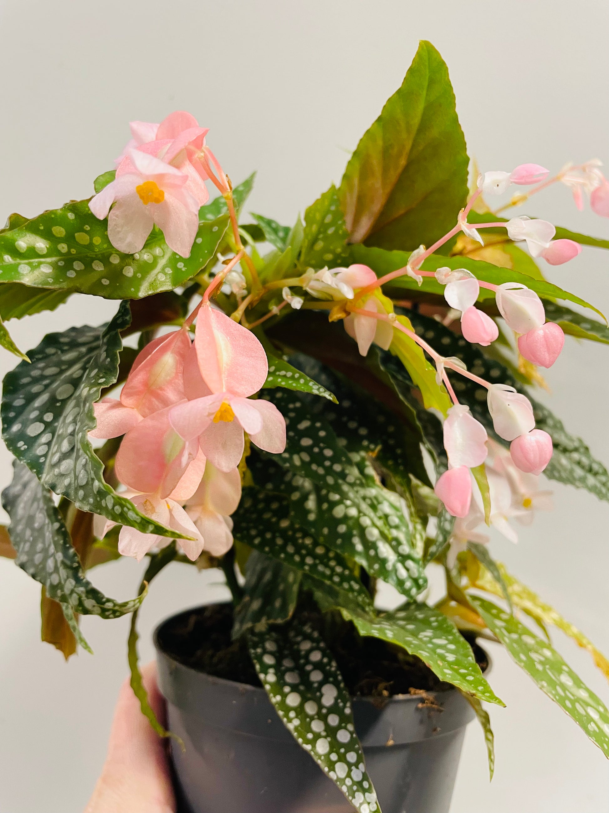 Bilde av Begonia maculata-Spanne Plantesalg