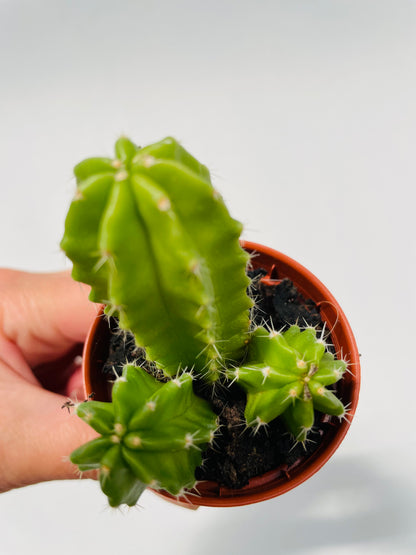 Echinocereus viereckii morricalii