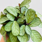 Bilde av Maranta leuconeura ‘Mint’-Spanne Plantesalg