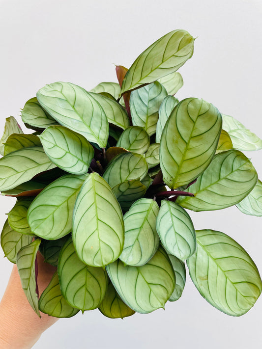 Bilde av Maranta leuconeura ‘Mint’-Spanne Plantesalg