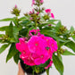 Phlox paniculata