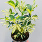 Bilde av Schefflera 'Janine' 12 cm potte-Spanne Plantesalg