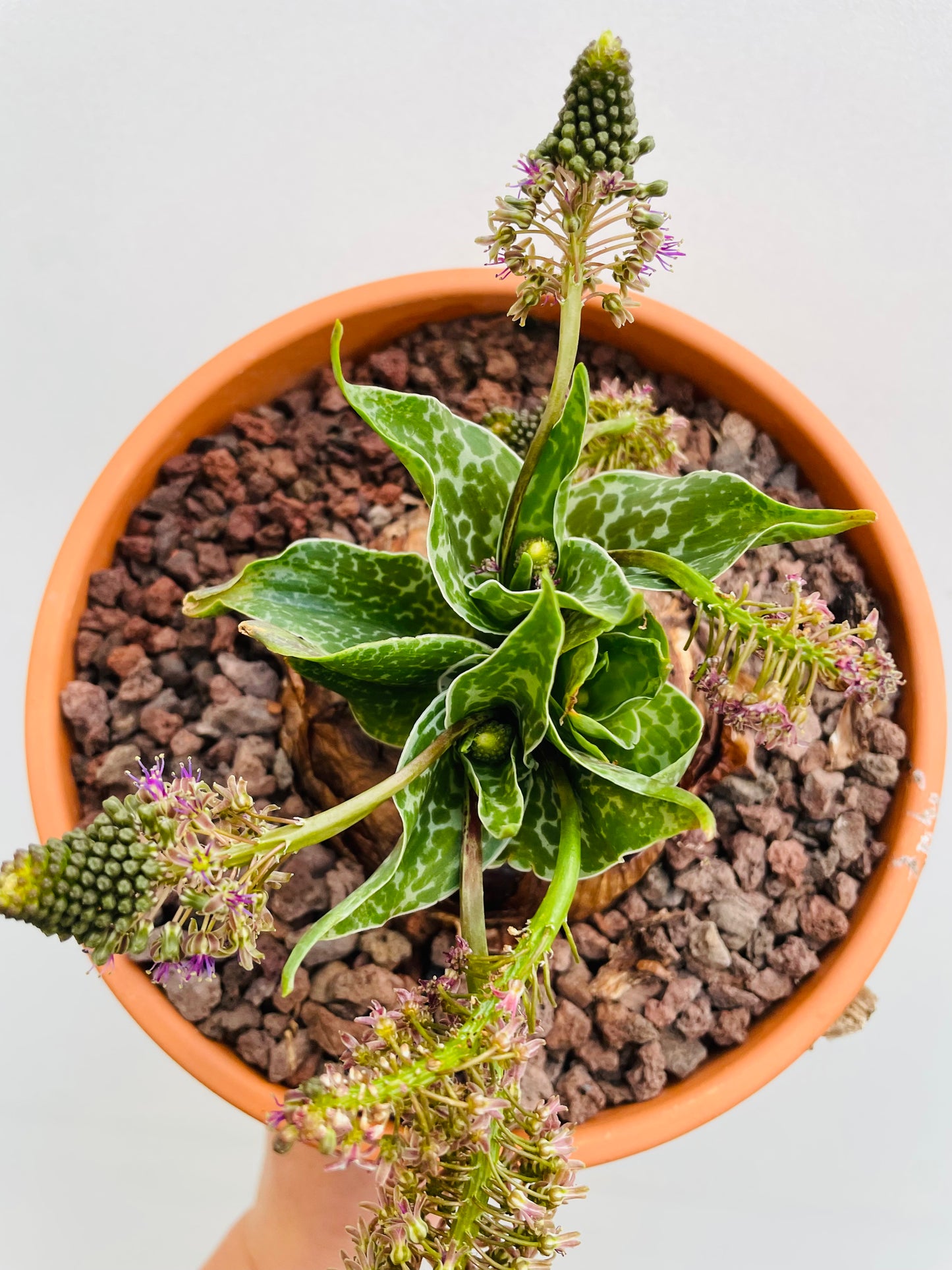 Bilde av Drimiopsis atropurpurea-Spanne Plantesalg