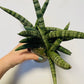 Bilde av SANSEVIERIA BONCELLENSIS-Spanne Plantesalg