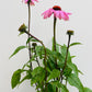 Echinacea p.  'Magnus'