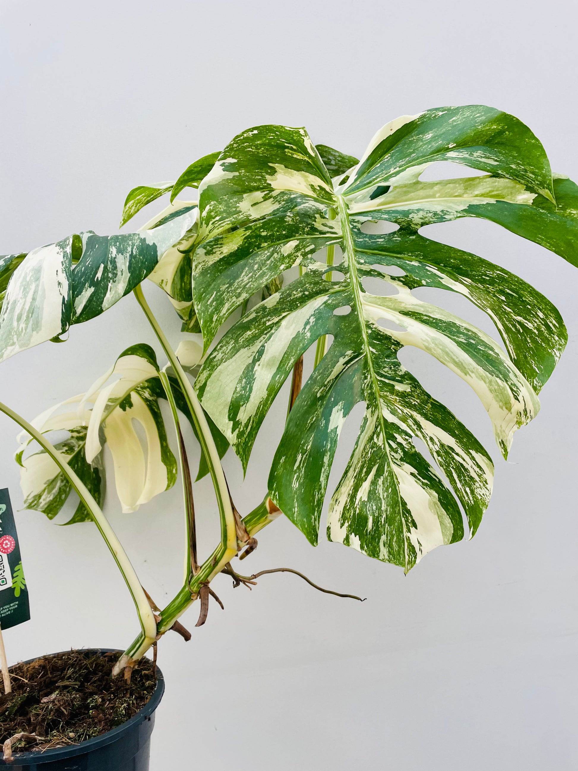 Bilde av Monstera del. Variegata-Spanne Plantesalg