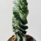 Bilde av Cereus forbesii ‘Spiralis’ 12 cm potte-Spanne Plantesalg