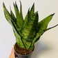 Bilde av Sansevieria trifasciata zeylanica-Spanne Plantesalg