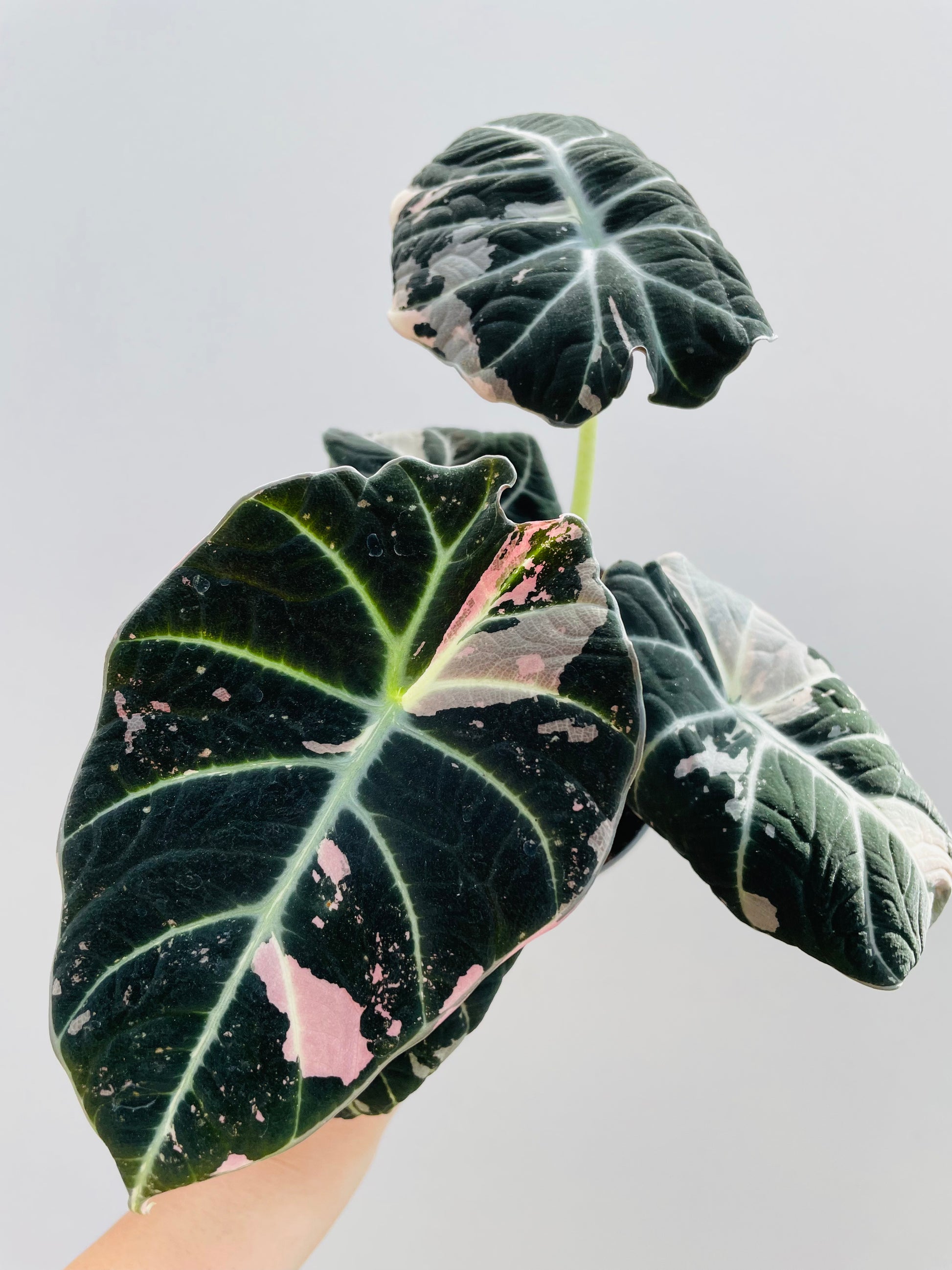 Bilde av Alocasia ‘Black Velvet Pink’-Spanne Plantesalg
