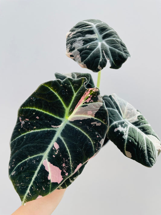 Bilde av Alocasia ‘Black Velvet Pink’-Spanne Plantesalg