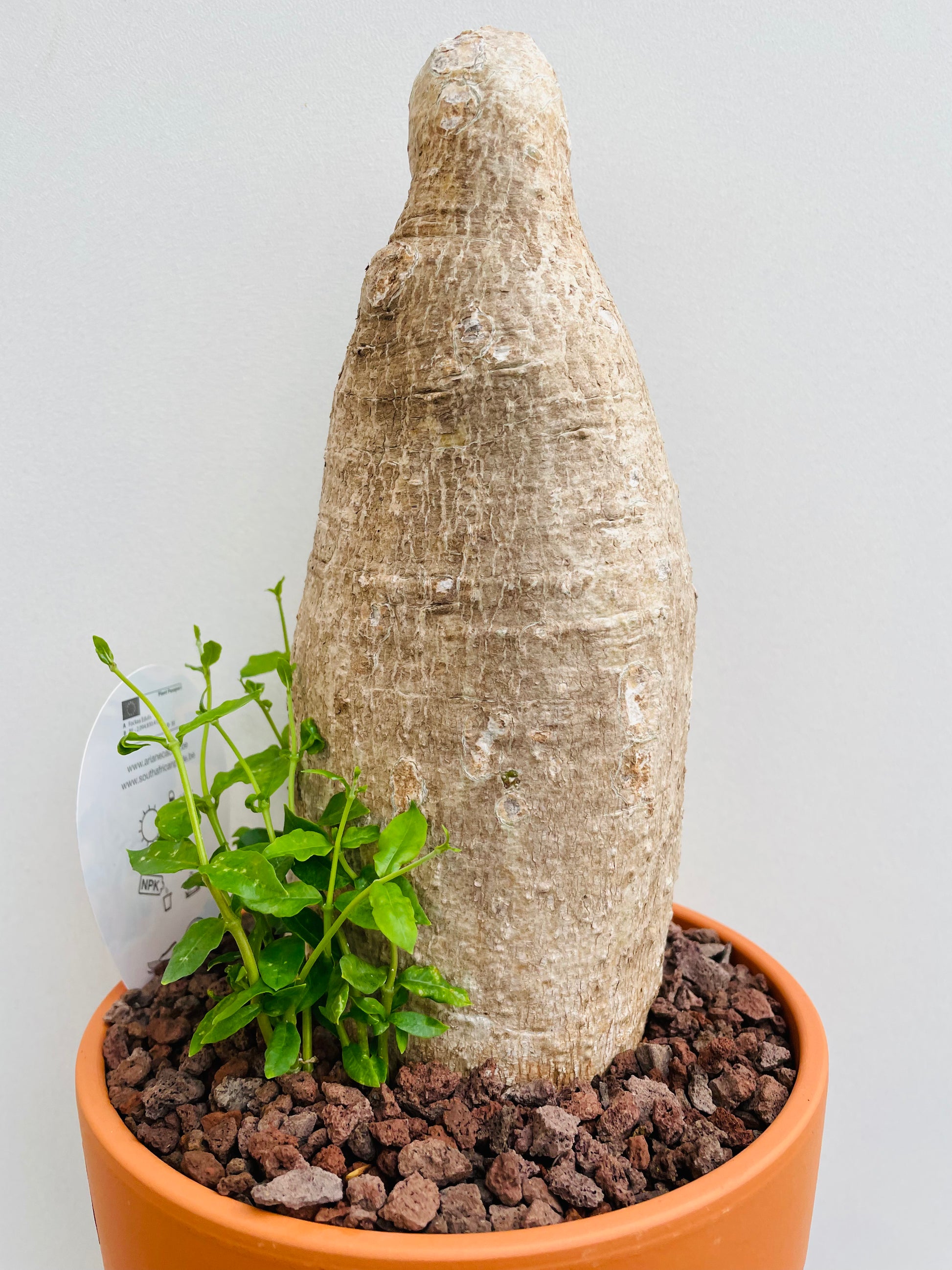 Bilde av Fockea edulis 1-Spanne Plantesalg