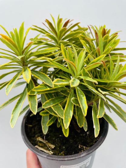 Euphorbia ‘Ascot Rainbow’