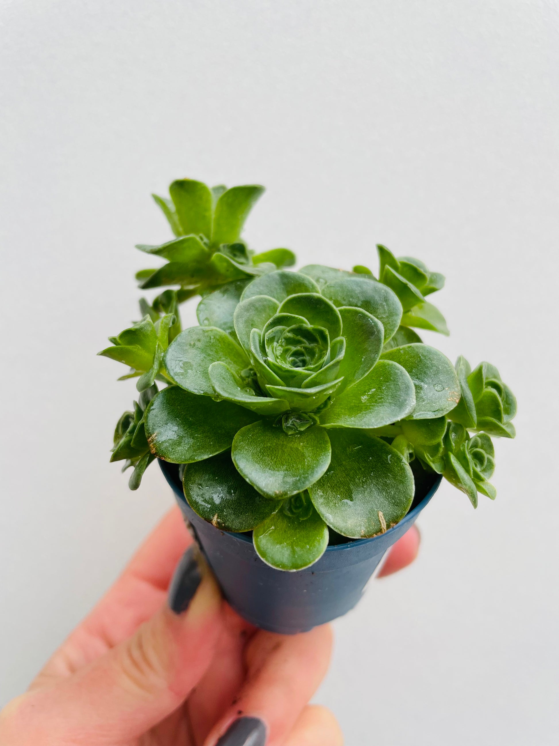Bilde av Aeonium dodrantale/Greenovia-Spanne Plantesalg