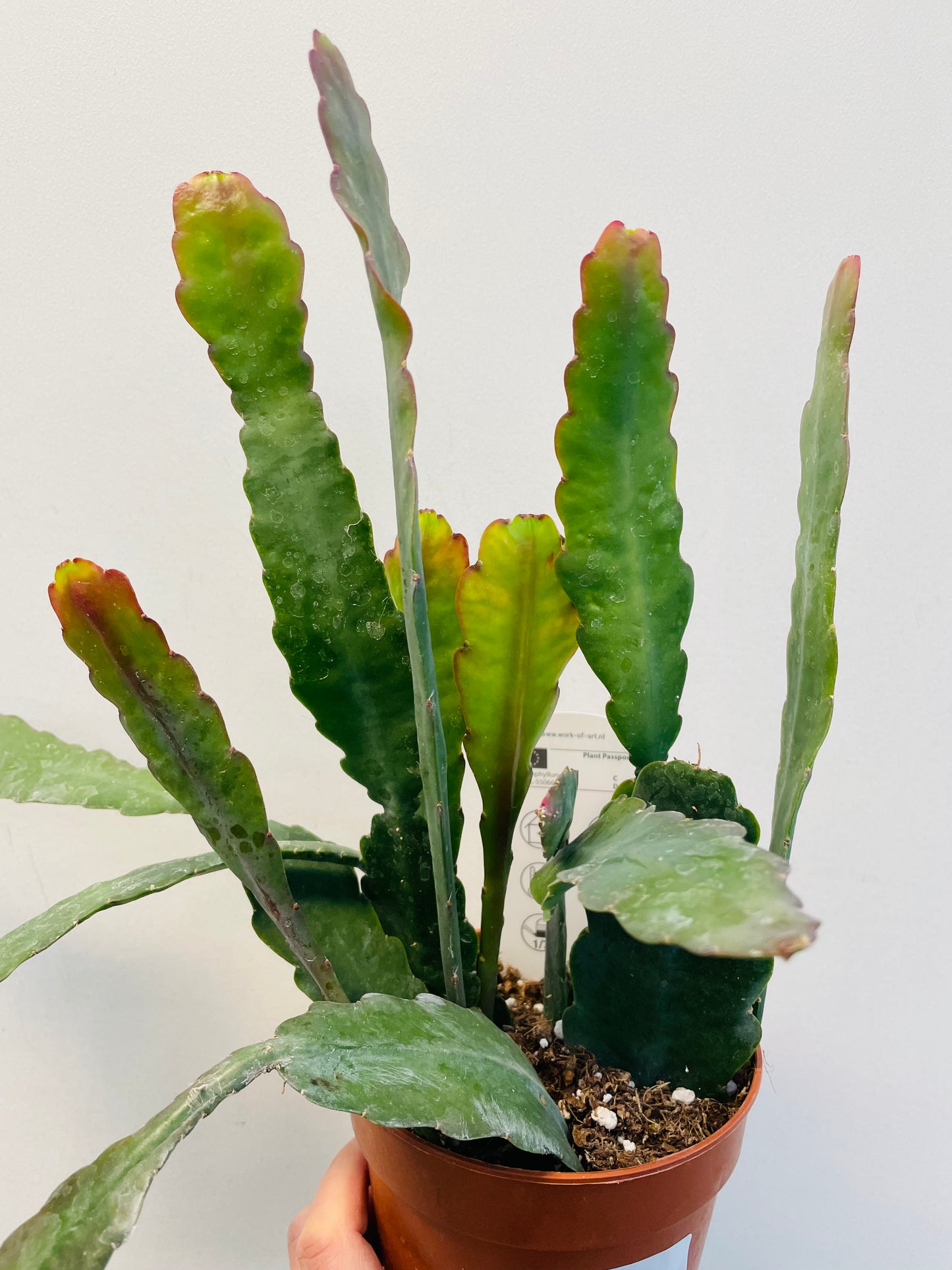 Epiphyllum ‘Sarah Courant’