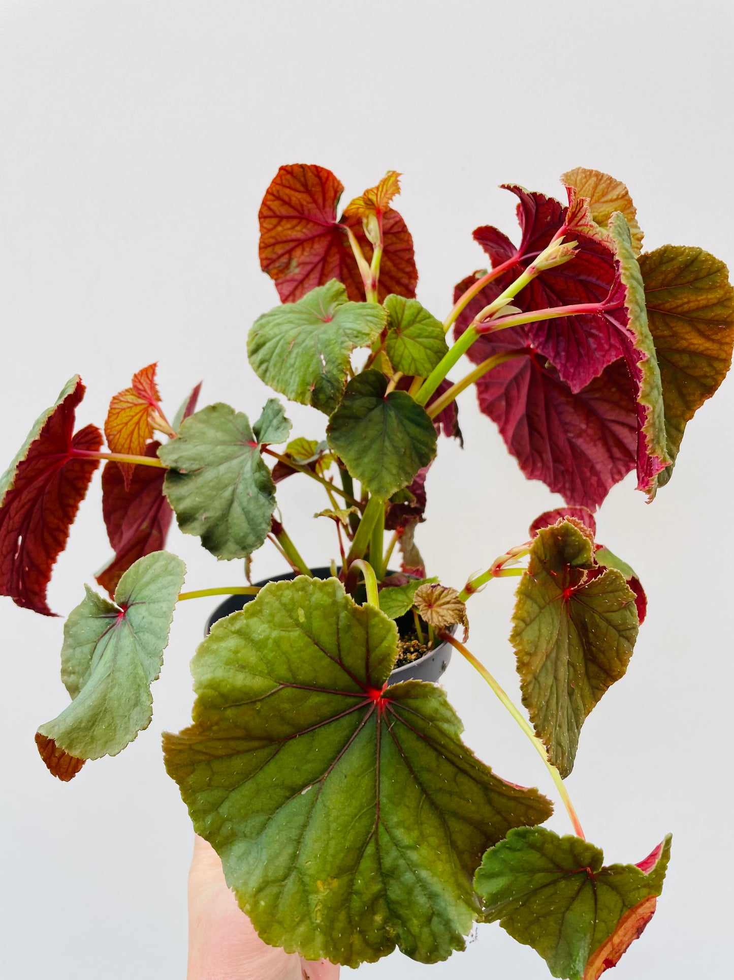 Begonia grandis