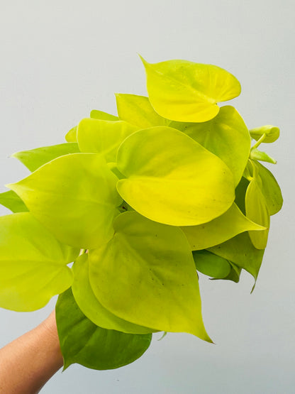 Philodendron scandens ‘Lemon Lime’