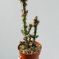 Bilde av Euphorbia aeruginosa 8 cm potte-Spanne Plantesalg