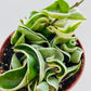 Bilde av Hoya car. ‘Compacta variegata’-Spanne Plantesalg