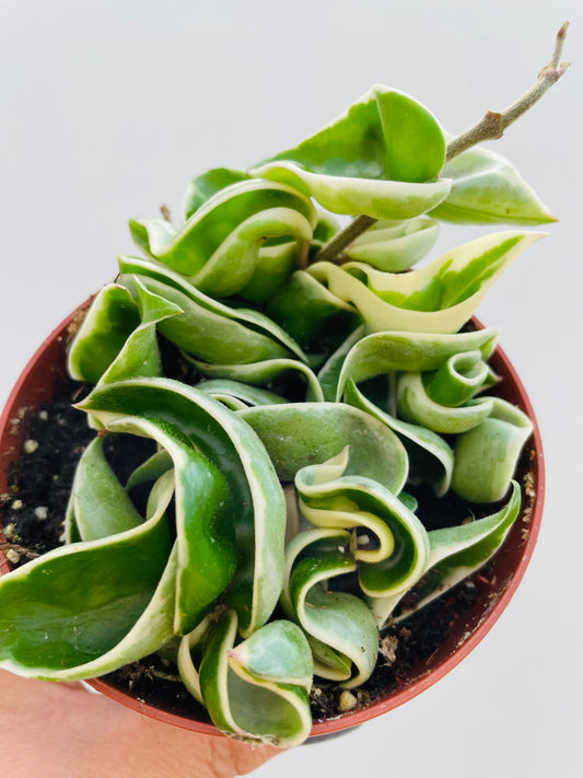 Bilde av Hoya car. ‘Compacta variegata’-Spanne Plantesalg
