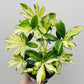 Bilde av Schefflera 'Janine' 12 cm potte-Spanne Plantesalg
