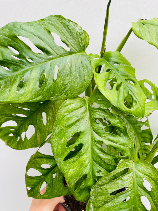Bilde av Monstera adansonii mint-Spanne Plantesalg