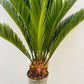 Bilde av Cycas revoluta-Spanne Plantesalg