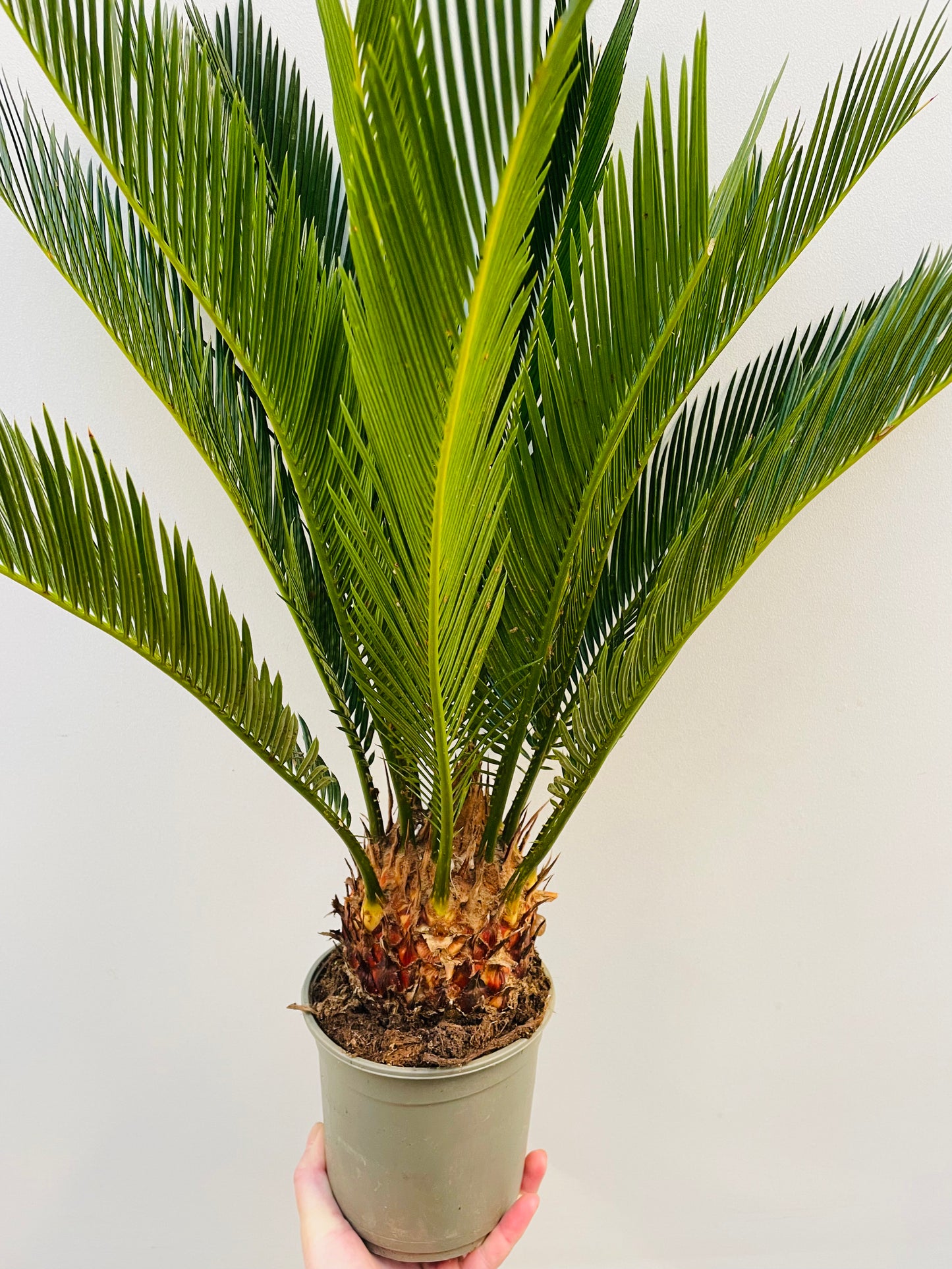 Bilde av Cycas revoluta-Spanne Plantesalg