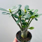Bilde av Adenium obesum 12 cm potte-Spanne Plantesalg
