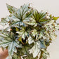 Bilde av Begonia rex hybrid-Spanne Plantesalg