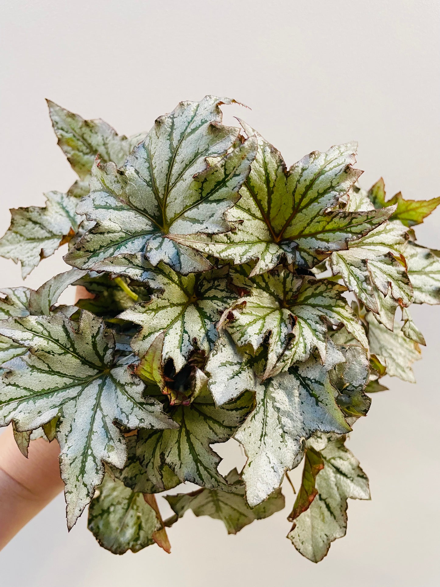 Bilde av Begonia rex hybrid-Spanne Plantesalg