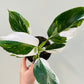 Bilde av Philodendron ‘White Wizard’ 12 cm potte-Spanne Plantesalg