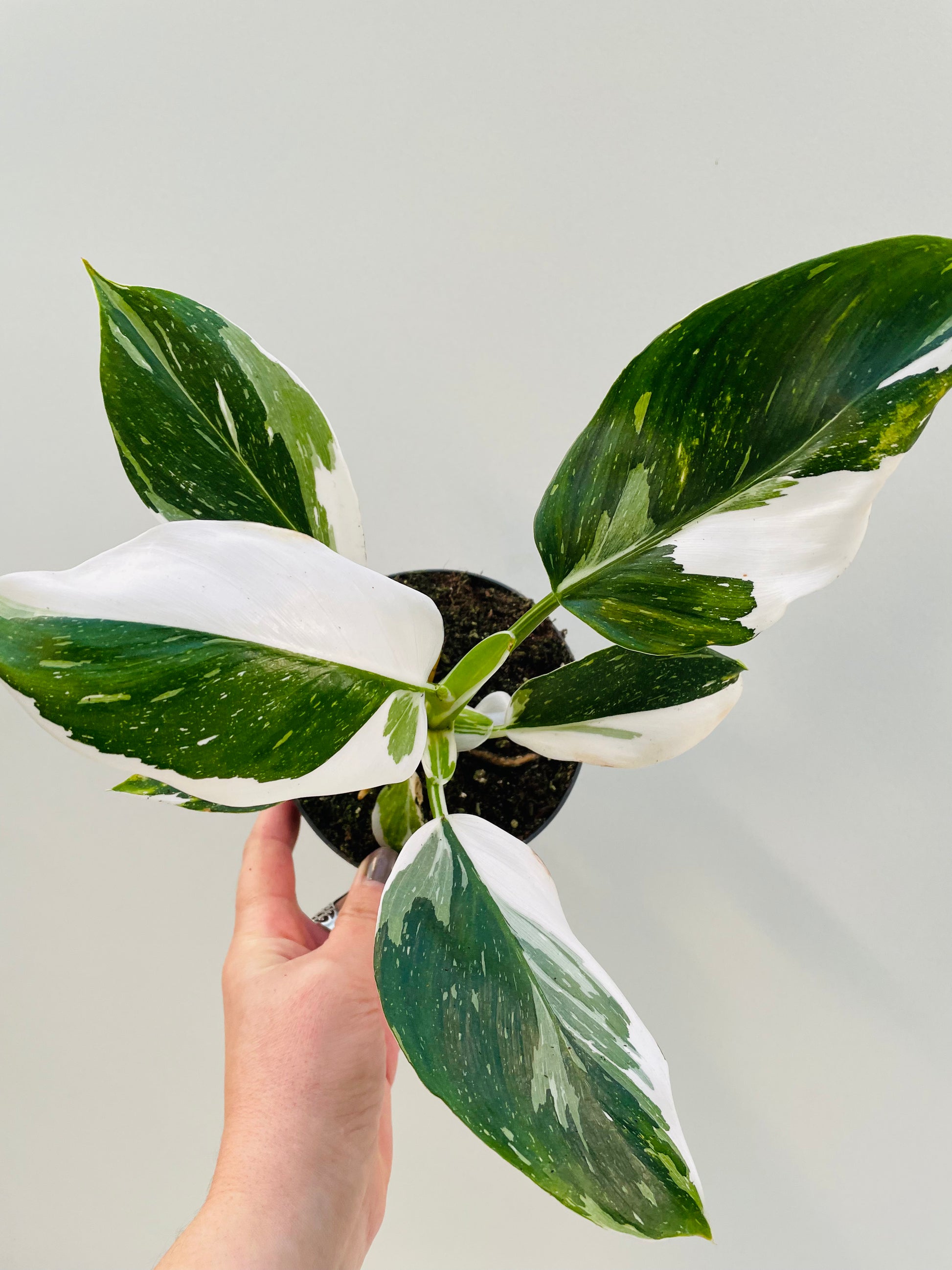 Bilde av Philodendron ‘White Wizard’ 12 cm potte-Spanne Plantesalg