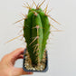 Bilde av Trichocereus sp. 2-Spanne Plantesalg