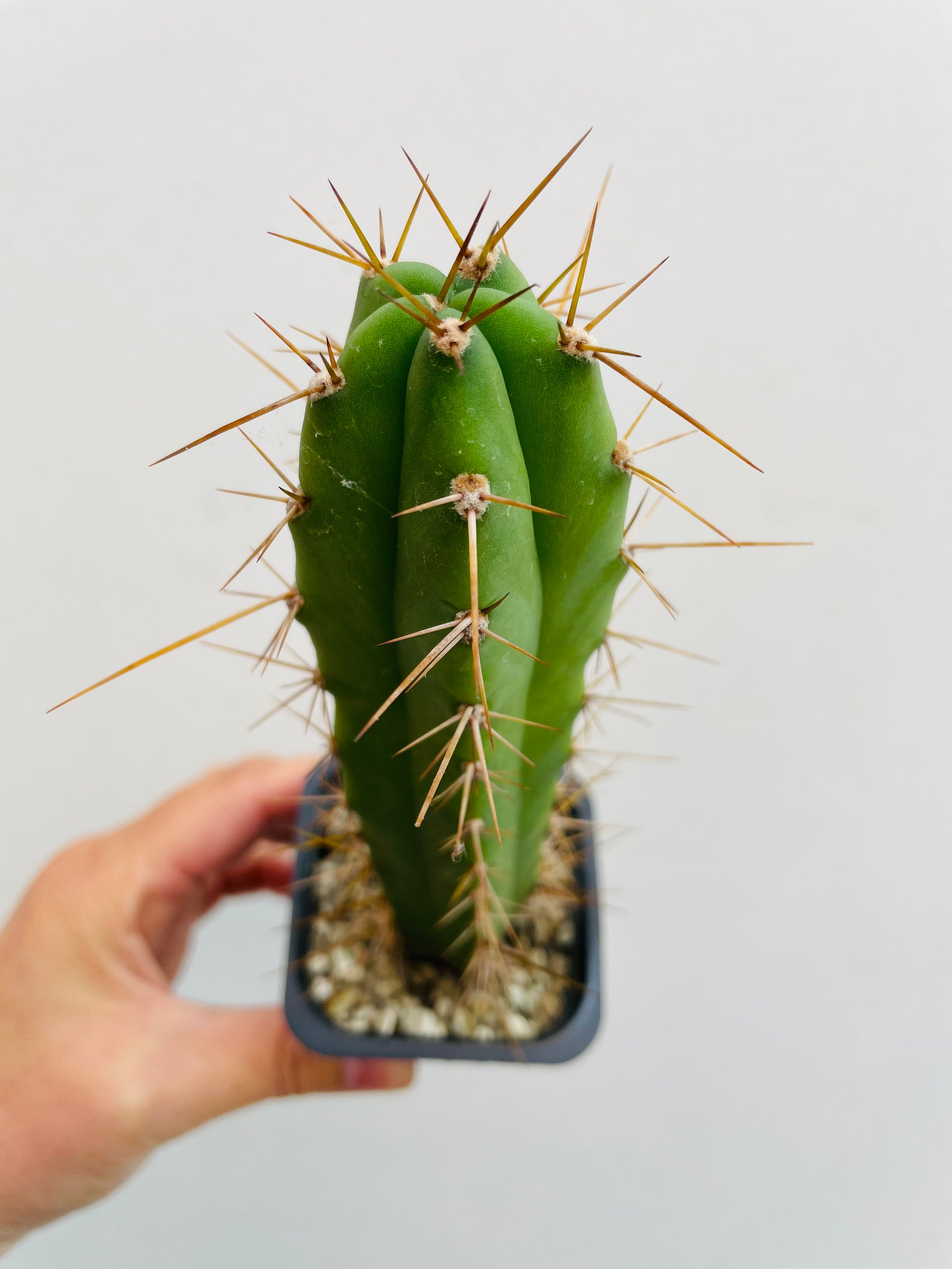 Bilde av Trichocereus sp. 2-Spanne Plantesalg
