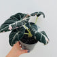 Bilde av Alocasia ‘Black Velvet Pink’-Spanne Plantesalg