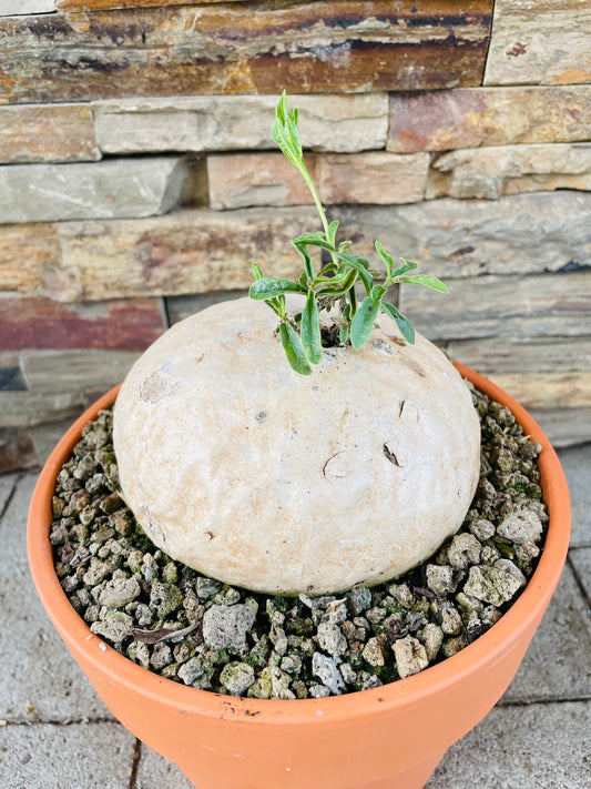 Bilde av Raphionacme dyeri-Spanne Plantesalg
