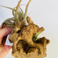 Bilde av Tillandsia på tre 2-Spanne Plantesalg