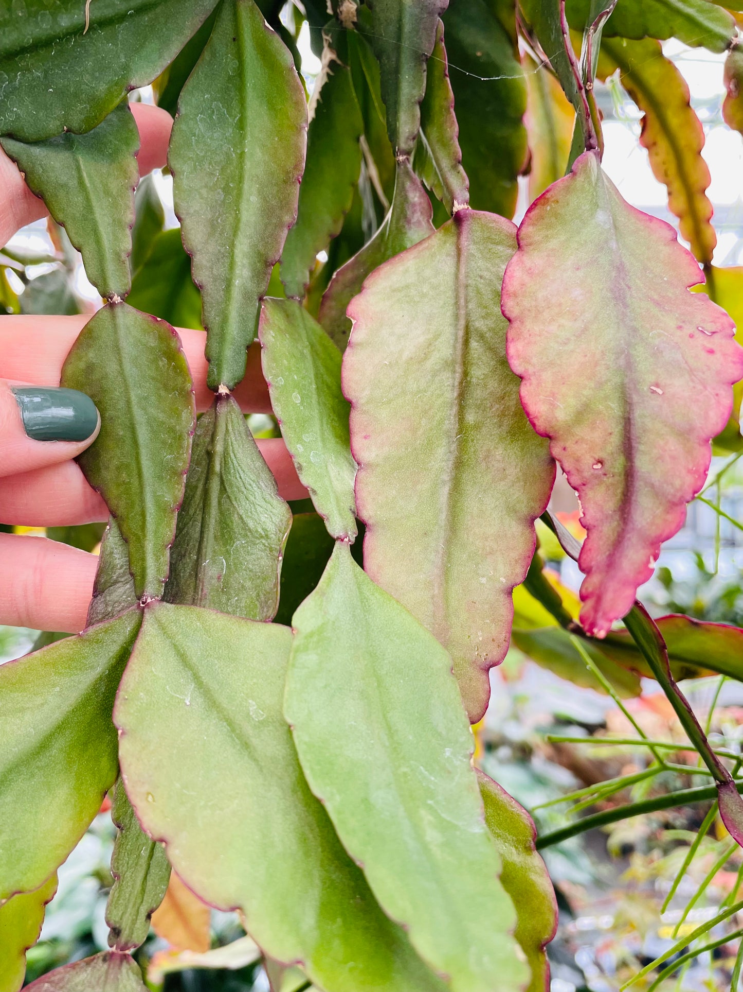 Bilde av Rhipsalis eliptica stikling-Spanne Plantesalg