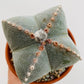 Bilde av Astrophytum myriostigma-Spanne Plantesalg
