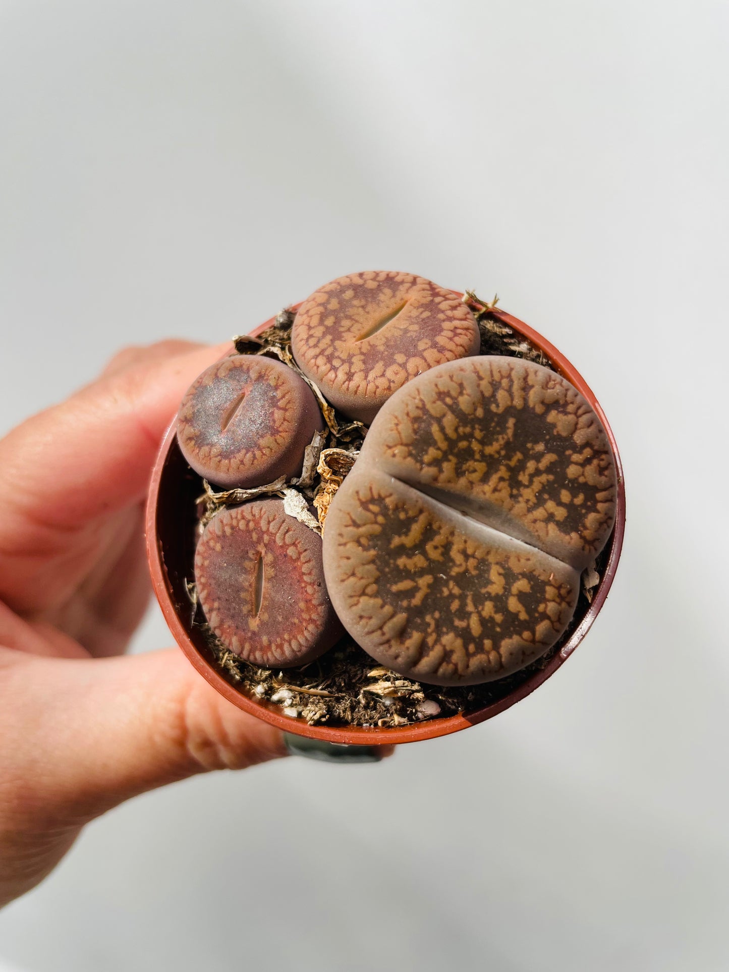 Lithops lesliei