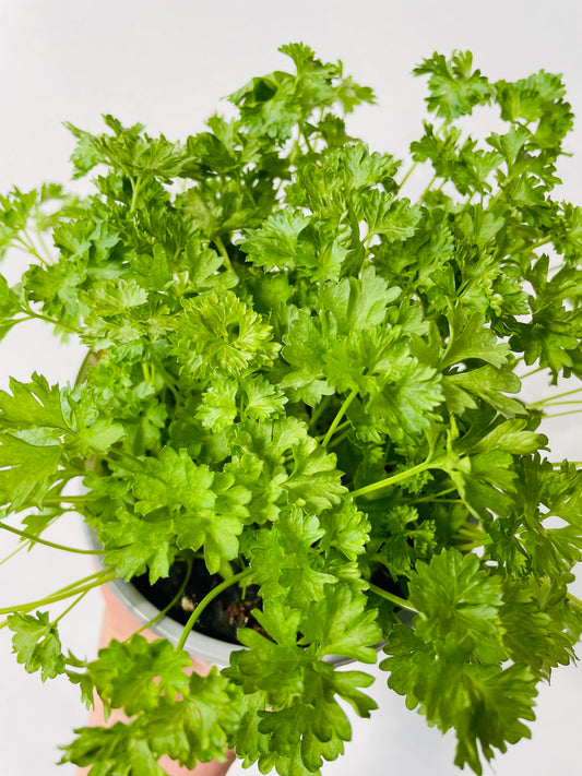 Bilde av KRUSPERSILLE-Spanne Plantesalg